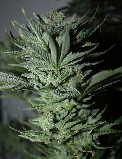 Khyber Kush #1 Regular Seeds - 12-RD-005