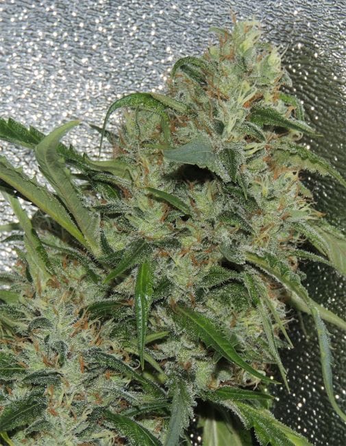 Where's my Bike Regular Seeds - 12-KARMA-WHERE-REG-12