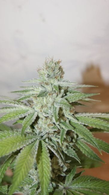 Wish Mountain Regular Seeds - 11-BODH-WISHM-REG