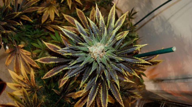 Wish Mountain Regular Seeds - 11-BODH-WISHM-REG