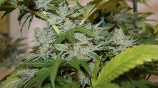 Wish Mountain Regular Seeds - 11-BODH-WISHM-REG