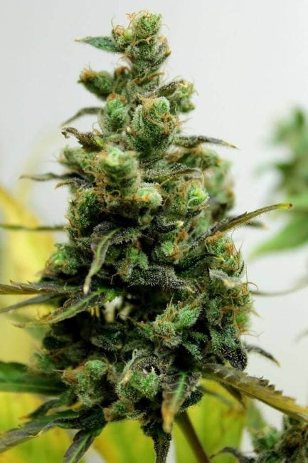 Zamalmystik Regular Seeds - 10-TROP-ZMLMSTK-REG-10