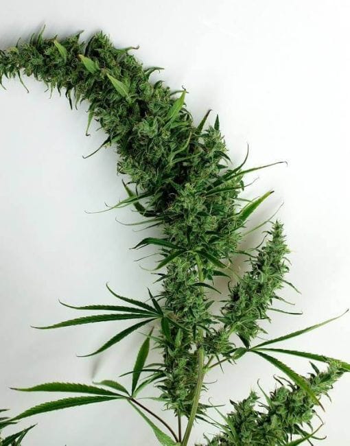 Zamalmystik Regular Seeds - 10-TROP-ZMLMSTK-REG-10