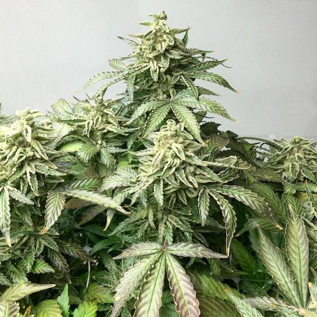 Ox Piss Regular Seeds - 12-RD-045