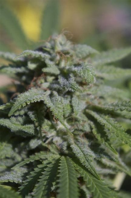 White Fire Widow OG Regular Seeds - 12-DGT-WFRW-REG-12