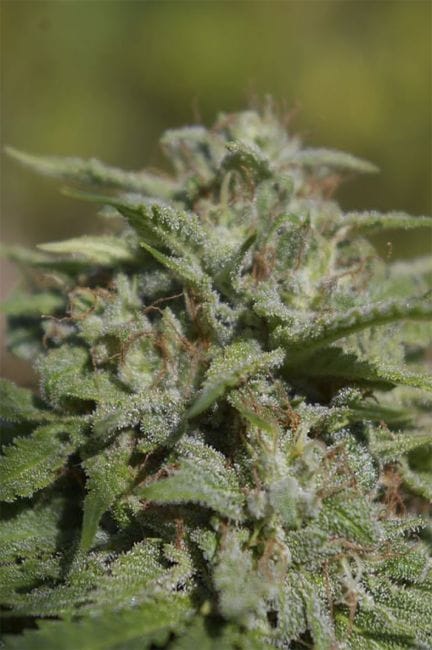 White Fire Widow OG Regular Seeds - 12-DGT-WFRW-REG-12