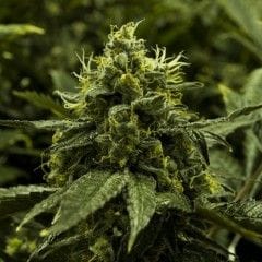 Viper Goji Regular Seeds - 12-MOX-026-R12