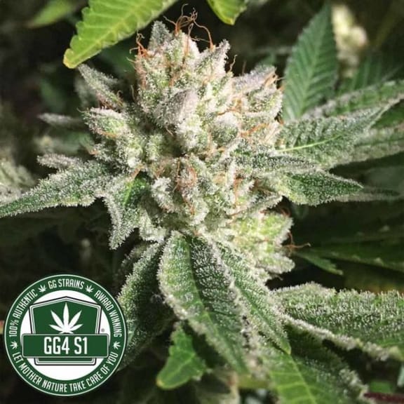 Original Glue (GG#4) S1 Feminised Seeds (Limited Edition) - 6-GG-001-F6