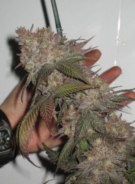 The Black Feminised Seeds - 6-BCBD-BLACK-FEM-6