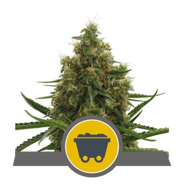 Shining Silver Haze редовен семена - 10-RQS-SSH-REG-10