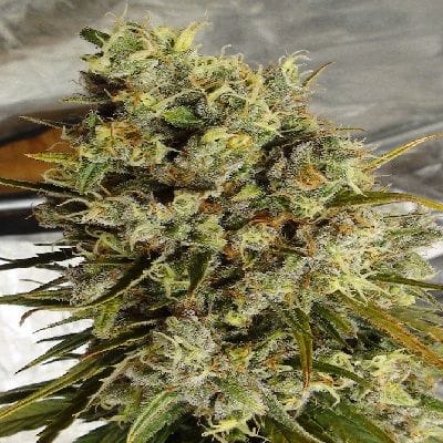 C5 Haze x Kali China Feminised Seeds - 5-ACEC5HAZKALCHINFEM5