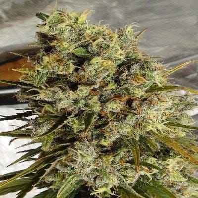 C5 Haze x Kali China Feminised Seeds - 5-ACEC5HAZKALCHINFEM5