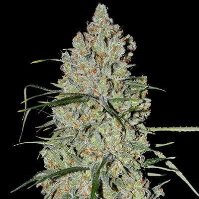 Pineapple Express #2 Auto Feminised Seeds - 5 | Buy at