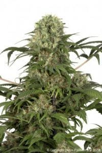 Green Spirit феминизирани семена-greenspirit