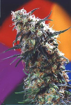 Super Haze Feminisiert Saatgut-superhaze