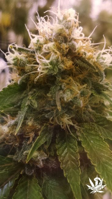 Honey OG Feminised Seeds - 6-BCBD-SCOR-HOG-FEM-6