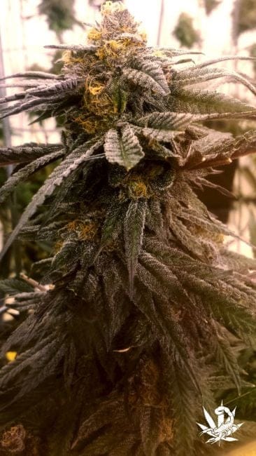 Wild Berry Feminised Seeds - 6-BCBD-SCOR-WB-FEM-6