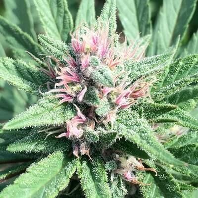 ErdPurt x PCK Regular Seeds - 10 -ACEEPPCKREG10
