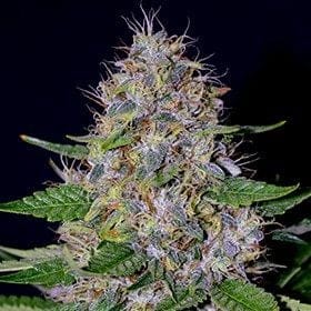Apple Crumble Feminised Seeds - 5-G13L-APCR-FEM-5