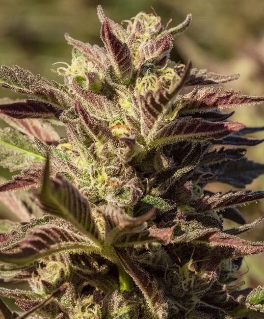 La Jefa Fast Feminised Seeds - 5-ATL-LAJ-FAST-FEM-5