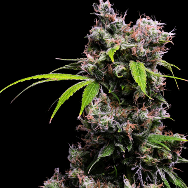 Golden Pineapple S1 Feminised Seeds - 5-GRB-GPS1-FEM-5