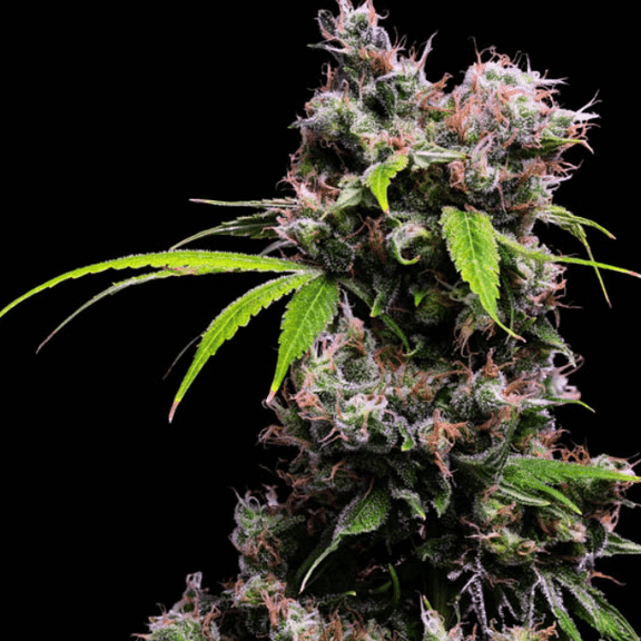 Golden Pineapple S1 Feminised Seeds - 5-GRB-GPS1-FEM-5