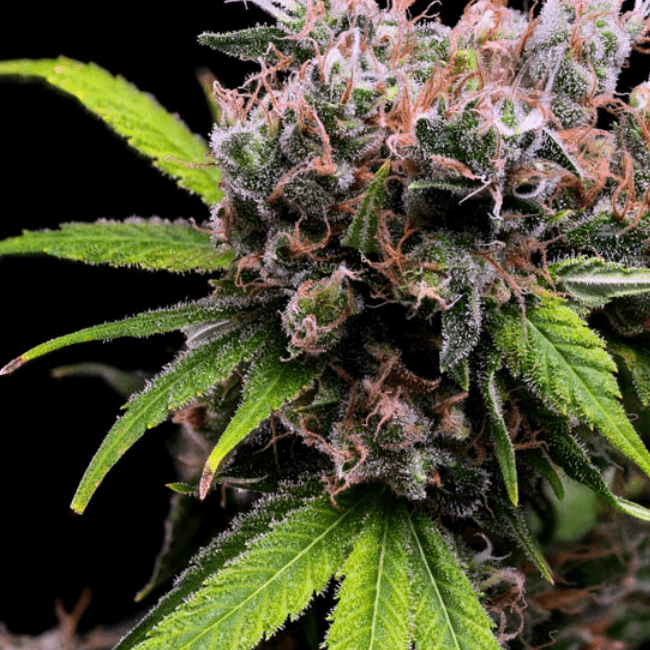 Golden Pineapple S1 Feminised Seeds - 5-GRB-GPS1-FEM-5