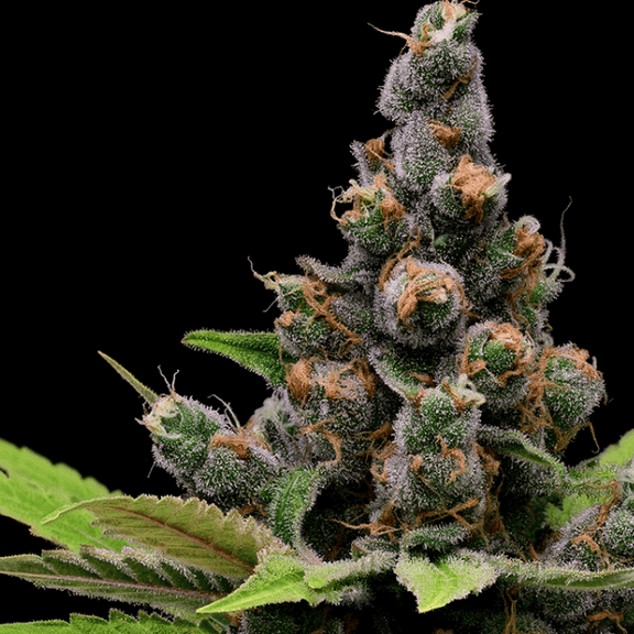 Guava Slushy Feminised Seeds - 5-GRB-GS-FEM-5