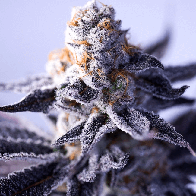 Hazy Girl Feminised Seeds - 5-GRB-HG-FEM-5