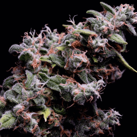 Hazy Kush S1 Feminised Seeds - 5-GRB-HKS1-FEM-5