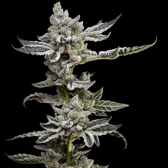 Platinum Affie 78 Regular Seeds - 11-GRB-PA78-REG-11