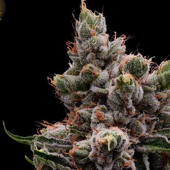 Skywalker 78 Regular Seeds - 11-GRB-SW78-REG-11