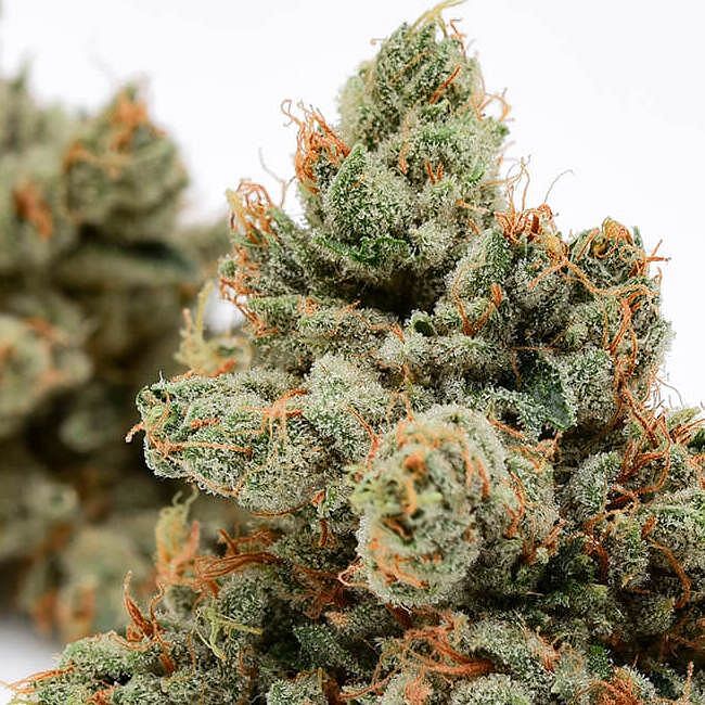Skywalker 78 Regular Seeds | Buy online now from Seedsman