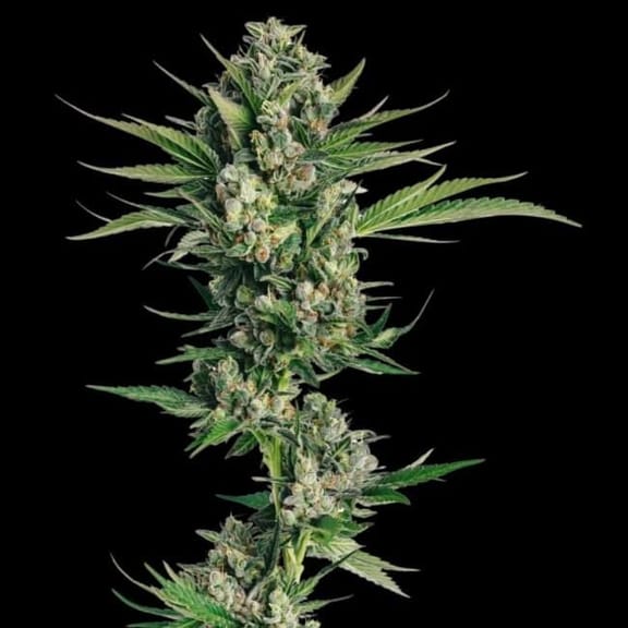 Honeycomb Chem Feminised Seeds - 5-TRS-HC-FEM-5