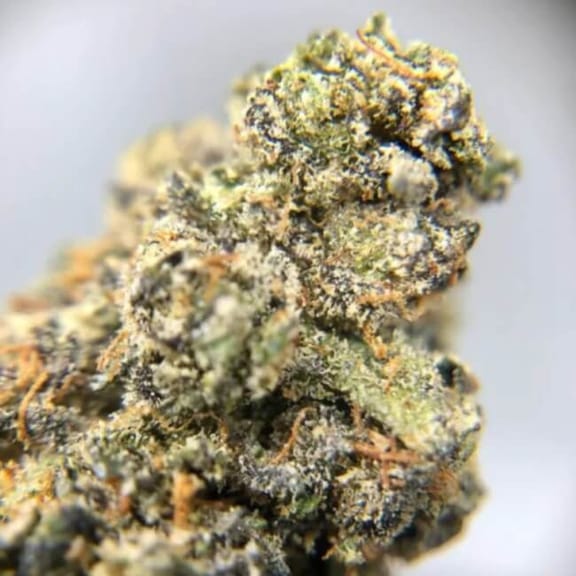 Banana Foster Feminised Seeds - 5-TRS-BF-FEM-5