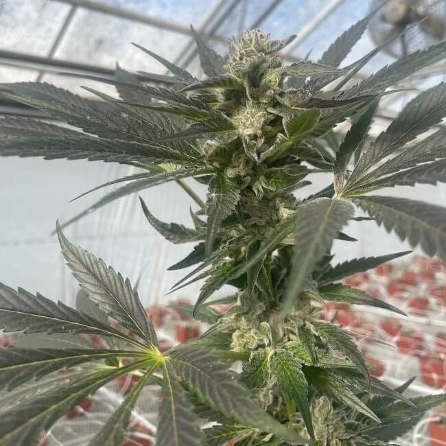 Queen Bee Feminised Seeds - 5-TRS-QB-FEM-5