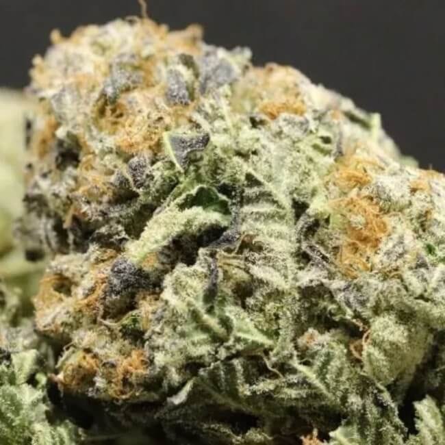 Latte Lato Feminised Seeds - 5-TRS-LL-FEM-5