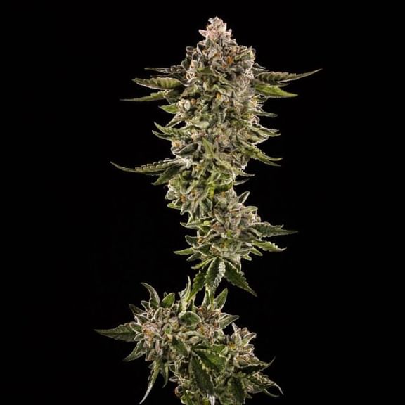 Honey Bird Feminised Seeds - 5-TRS-HB-FEM-5