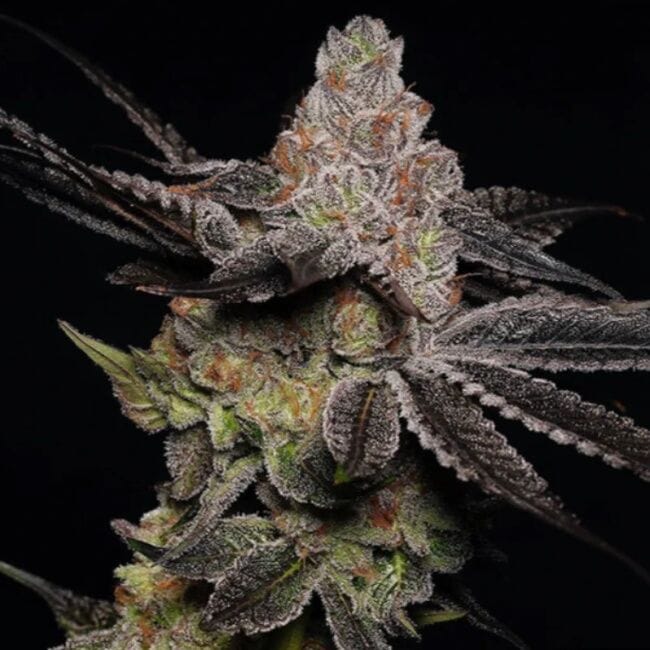 Wonka's Vineyard Feminised Seeds - 5-TRS-WOV-FEM-5