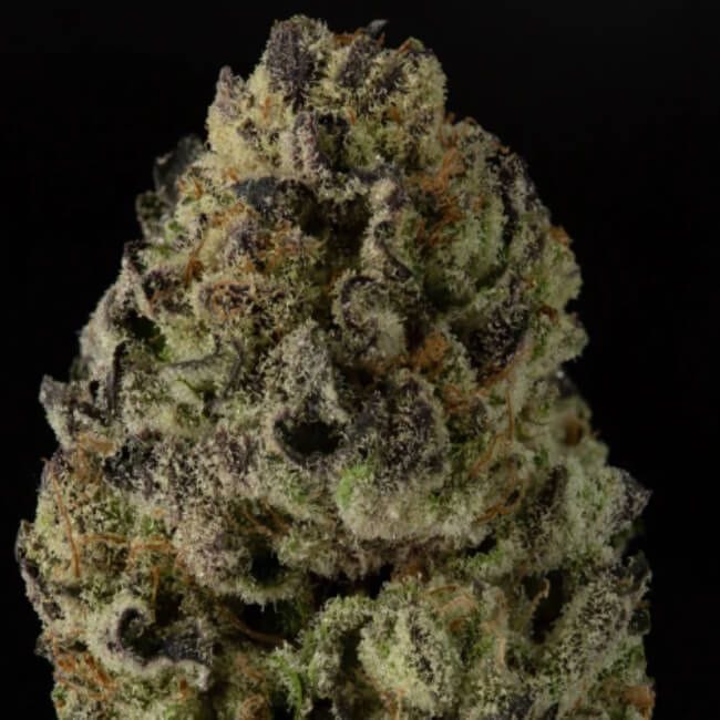 Wonka's Vineyard Feminised Seeds - 5-TRS-WOV-FEM-5