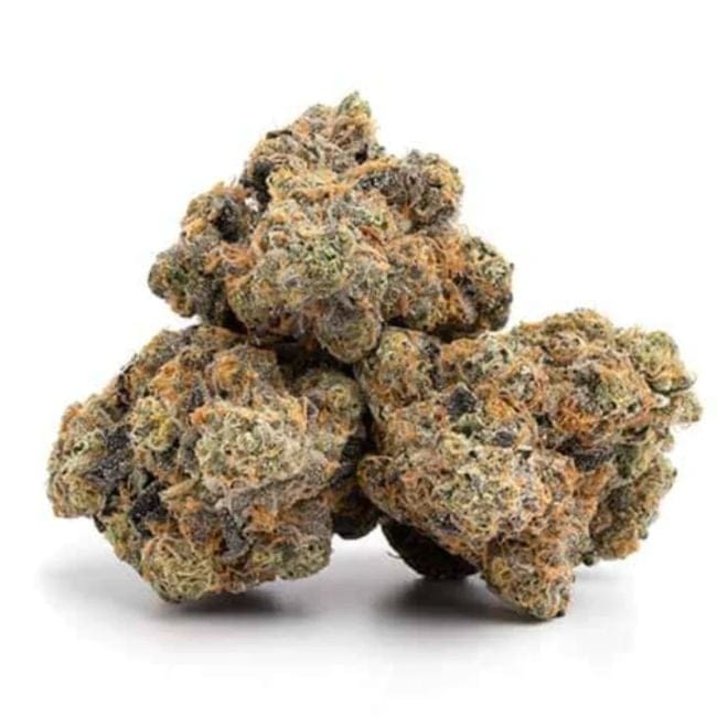 Hasbulla Feminised Seeds - 5-TRS-HAS-FEM-5