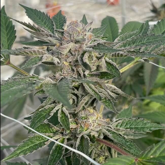 Willy's Winery Feminised Seeds - 5-TRS-WIW-FEM-5