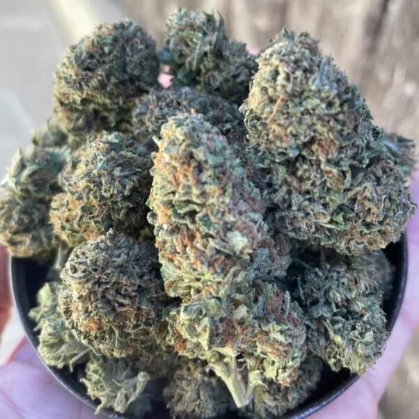 Willy's Winery Feminised Seeds - 5-TRS-WIW-FEM-5