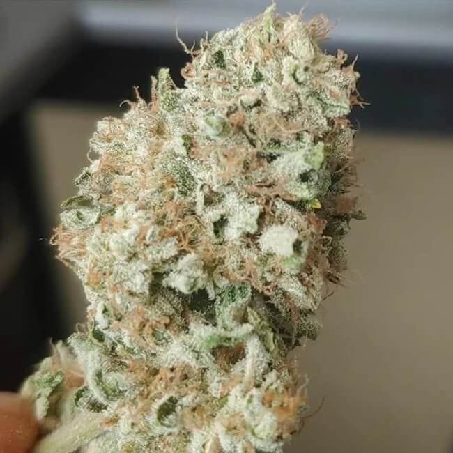 Limonene CBG Feminised Seeds - 5-TRS-LIM-CBG-FEM-5