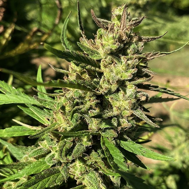 Lucky Lucy CBD Feminised Seeds - 5-TRS-LL-CBD-FEM-5