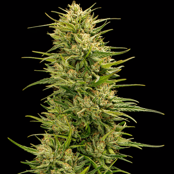 The Don CBD Feminised Seeds - 5-TRS-TD-CBD-FEM-5