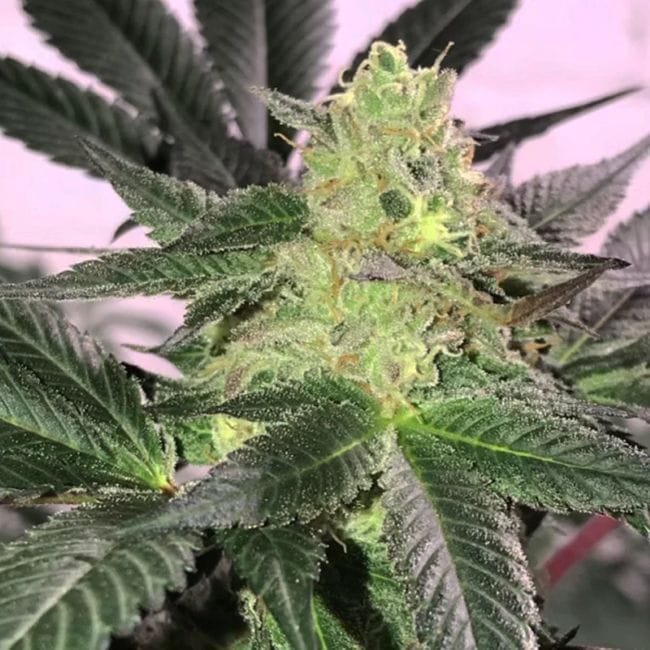 The Don CBD Feminised Seeds - 5-TRS-TD-CBD-FEM-5