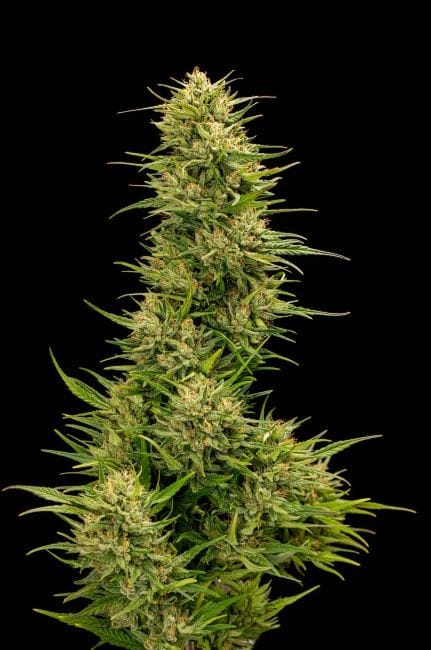 The Don CBD Feminised Seeds - 5-TRS-TD-CBD-FEM-5