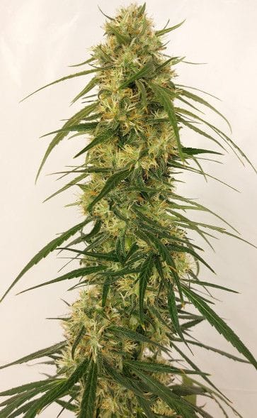 Panama A5 Haze Feminised Seeds - 5-ACEPNMA5HFEM5