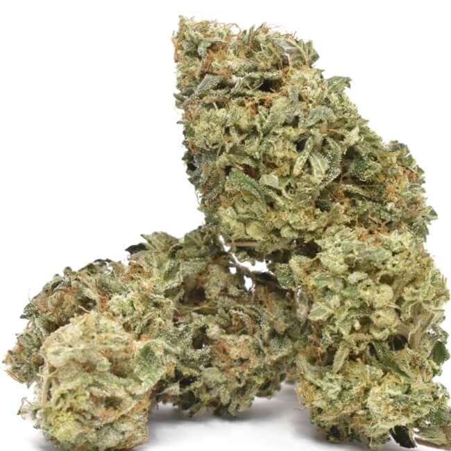 Face Gas AUTO Feminised Seeds - 5-TRS-FG-AUTO-FEM-5
